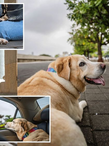 A collage capturing the everyday beauty of a day out with Vettel the Labrador, from car rides with her head out the window to quiet moments at a cafe.