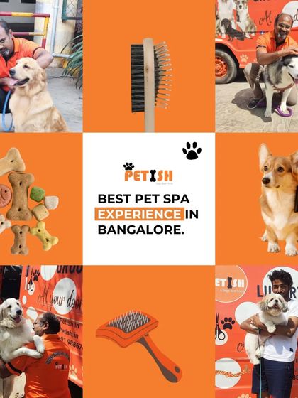 Petish Grooming - Mobile Grooming for Dogs & Cats A Day in the Life at Petish photo 10