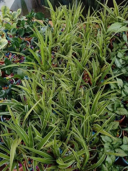 An overhead view of the variety of plants used in the Talrak Construction order, highlighting the lush texture and color.