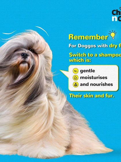 Does your doggo have dry fur? We advise using a gentle, moisturizing shampoo to nourish their skin and fur.