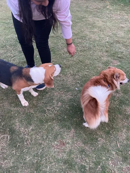 A paw-parent interacting with their Beagle and another furry friend during a social gathering in the park.