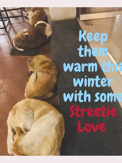 A full belly leads to a good nap. We believe a warm meal can provide comfort, especially during colder months. Our Streetie Love program is a small way to show these deserving dogs that we care.