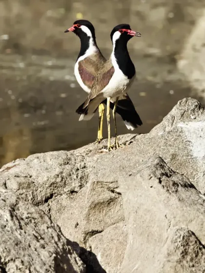 A perfect pair of Red-wattled Lapwings, spotted during our bird walk in Pune. It's amazing to discover how much birdlife thrives right in our cities.