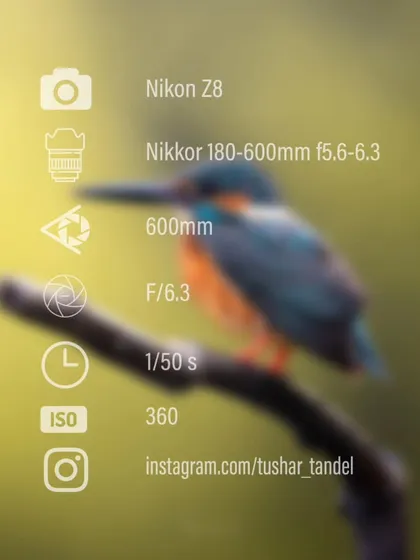 The camera settings for my Common Kingfisher portrait.