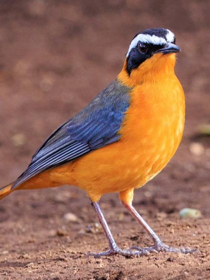 The White-browed Robin-Chat, a colorful bird found in East Africa. Its bright orange underparts and bold white eyebrow make it a standout in the undergrowth.