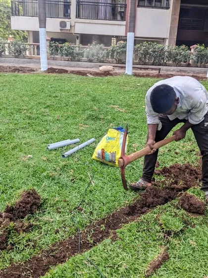 A worker uses a pickaxe to carefully dig a trench in the lawn for the new irrigation pipes.