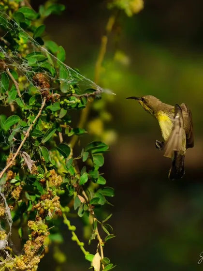 A duplicate of the sunbird near the spiderweb, an interesting behavioral shot.