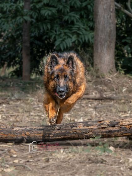The grand reveal! Ruby coming in hot, leaping over a log with power and grace. A stunning action shot.