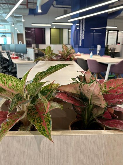 Indoor & Commercial Green Spaces photo 3