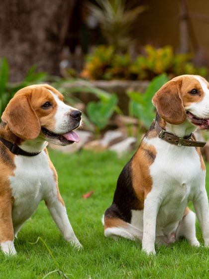 WoofWoof Stories - Pet & Family Photography Outdoor Adventures photo 19