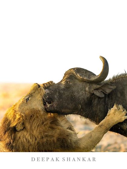 This fine art print immortalizes the legacy of Olobor. It’s a powerful, emotional, and historic moment from the wild that tells a story of conflict and survival.