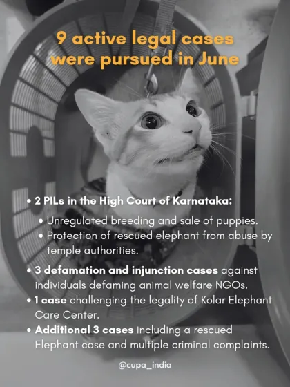 Cupa - Animal Cruelty Legal Aid & Advocacy Our Legal Fight for Animals photo 7