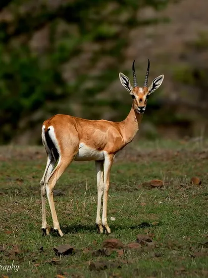 An Indian Gazelle, or Chinkara, posing beautifully in an open field. These graceful animals are incredibly swift, so capturing a calm, still moment like this is a real treat.