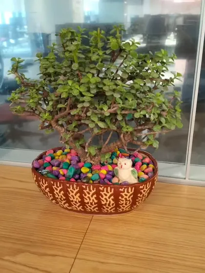 A beautiful Jade bonsai sits on an office desk, decorated with colorful stones and a small owl figurine. This shows how a bonsai can be personalized to create a miniature garden scene that brings tranquility to a workspace.