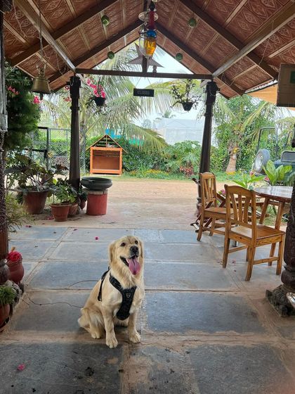 Poochkoo Mutts & Nutts - Dog-Friendly Cafe & Events Our Farm Cafe: Good Food & Chill Vibes photo 10