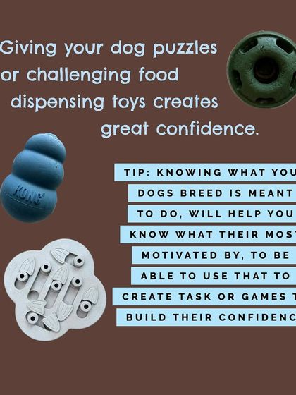 Tulsa Dog Trainer - Immersive Board & Train Programs Building a Confident Canine photo 3