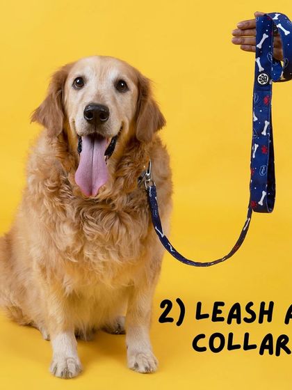 Anvis - Dog Boarding Helpful Tips for Pet Parents photo 20