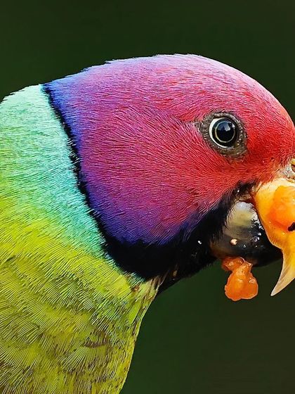 A vibrant close-up of a male Plum-headed Parakeet eating. The details of the fruit in its beak and the deep, rich colors of its plumage are exceptionally clear.