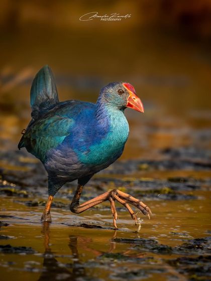 Birds in Action photo 7