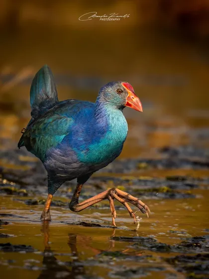 A Grey-headed Swamphen takes a deliberate step through the mud. The raised foot and intense colour of the bird against the earthy tones create a dynamic and interesting composition.