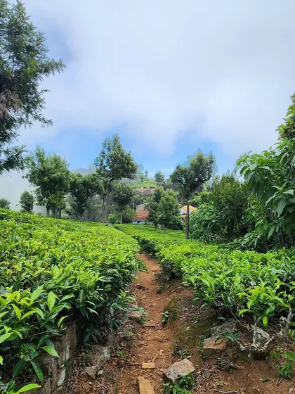 A narrow trail winding through a tea estate, leading to more beautiful views.