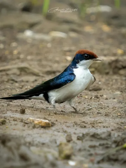A closer view of the Wire-tailed Swallow on the muddy ground. This eye-level shot creates a more intimate connection with the subject.