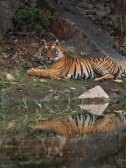 A tigress and her reflection, resting by the water. The calm surface creates a perfect mirror, adding a layer of artistry to the wildlife portrait.
