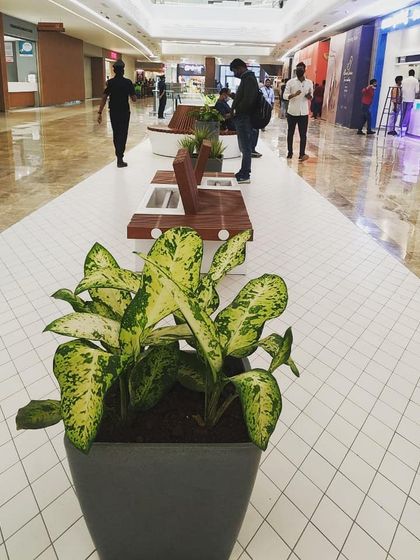 Morning Dews Landscapes - Interior Landscaping & Green Walls Planters for Commercial Spaces photo 7