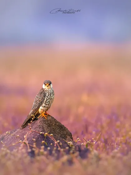 A portrait is more than just a picture of an animal; it's about its environment. I found this female Amur Falcon perched on a rock amidst a field of wildflowers in Lonavala. The soft purple hues create an artistic, almost painterly, backdrop that highlights the falcon's fierce beauty.