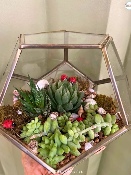 A stunning finished terrarium, complete with lush succulents, moss, shells, and cute ladybug decorations. A perfect little world in a jar.