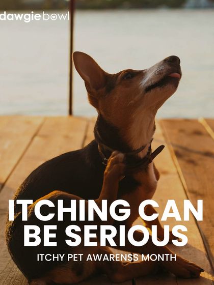 Itching can be more than a minor annoyance; it can be a sign of a serious issue. During Itchy Pet Awareness Month, I encourage all pet parents to investigate the cause of their pet's discomfort.