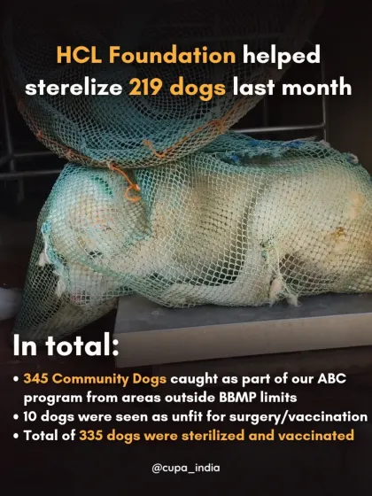 Cupa - Spay/Neuter & Animal Birth Control Our Dog Sterilization Program photo 7