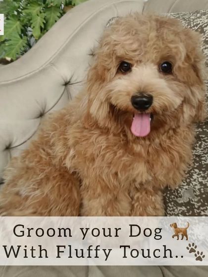 This happy Poodle mix is all smiles after its grooming session. I love bringing out the best in every dog's unique coat.