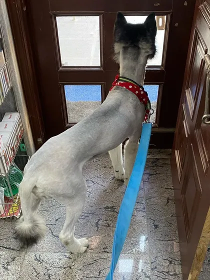 The same Husky, now completely free of ticks after the emergency shave-down. While I don't normally shave double-coated breeds, his health and comfort had to come first. He is now ready to start his skin recovery.