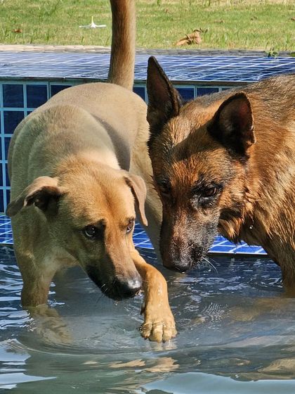 A tender moment between two friends in the water. Our pool is a great place for dogs to socialize and bond.