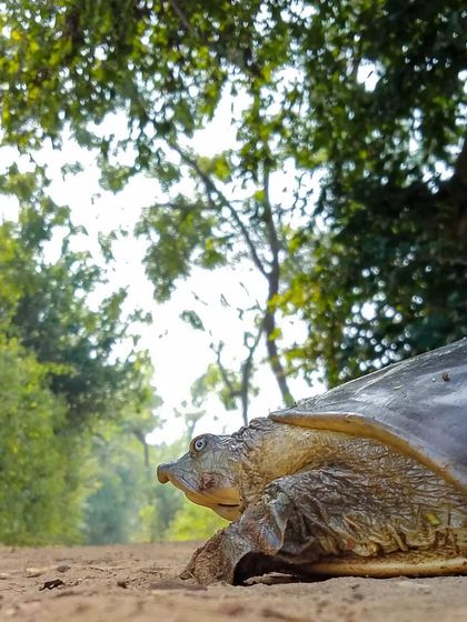 A wide-angle phone shot of an Indian Flapshell Turtle. Showing the path and the trees gives a sense of its journey and the world it navigates.