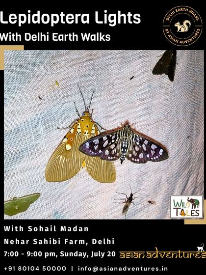 Butterfly & Insect Encounters photo 12