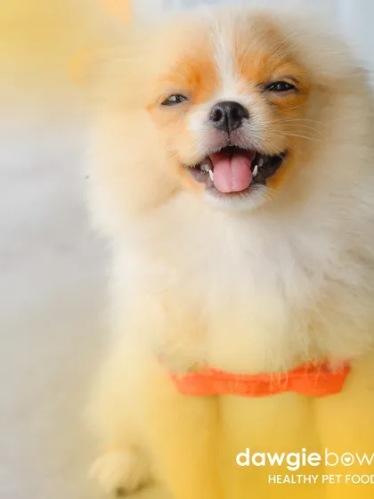 I hope our food makes every pet smile like this. A healthy diet can improve your pet's quality of life in so many ways, and that happy expression says it all.