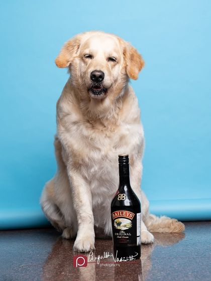 Pragalbh - Commercial Pet Photography Product & Brand Photography photo 3