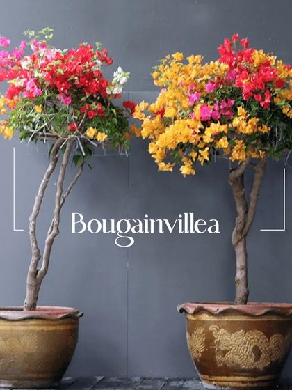 Plants for Every Need photo 13