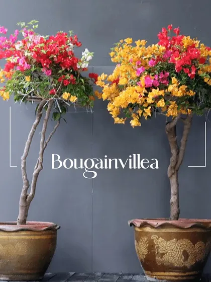 Bougainvillea brings a burst of vibrant, tropical color to any sunny spot. We offer them as beautiful, tree-like specimens that make a stunning impact on a terrace or in a garden.