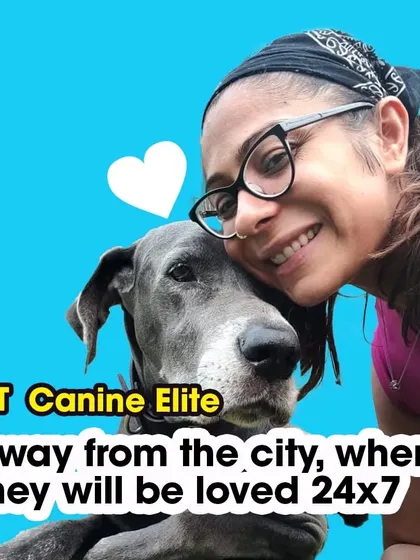 During stressful times like Diwali, bring your pets to Canine Elite. Away from the city, they will be loved and cared for 24x7 in a safe environment.