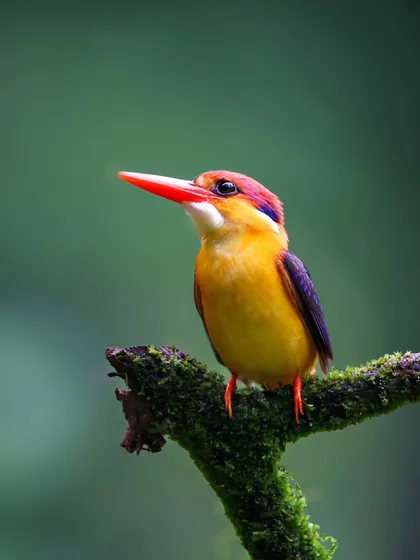 Often called the "Jewel of Konkan," the Oriental Dwarf Kingfisher is a burst of color against the lush green backdrop. This close-up portrait captures the vibrant plumage and delicate features of one of India's most sought-after and elusive birds.