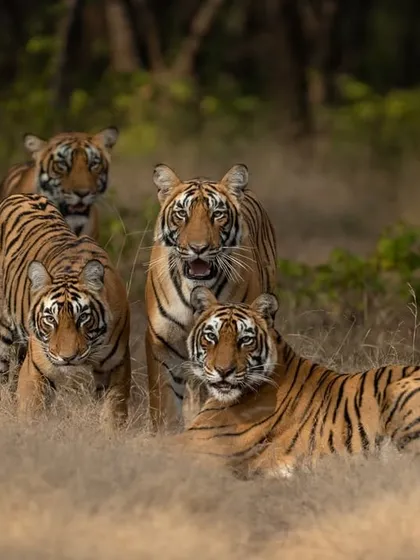 A family portrait of a tigress and her three cubs. Getting a shot with all of them looking towards the camera is a rare and rewarding moment that requires patience and a bit of luck.