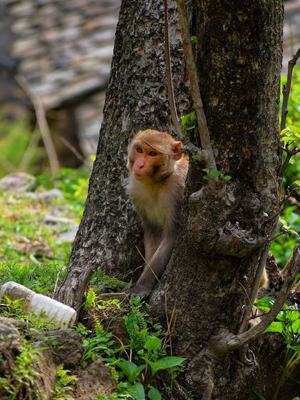 Manya Upadhyay - Travel & Documentary Photography Wildlife Encounters photo 43