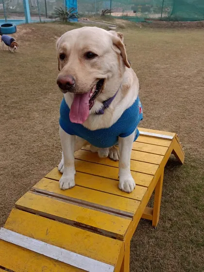 Happy winters from this cozy Labrador, sitting proudly on our agility ramp in his favorite blue sweater.