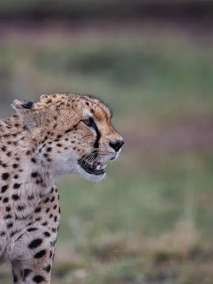 These images further explore the lives of Africa's big cats, from quiet portraits and family interactions to the drama of the hunt. Each one is a piece of the larger narrative we build on safari.