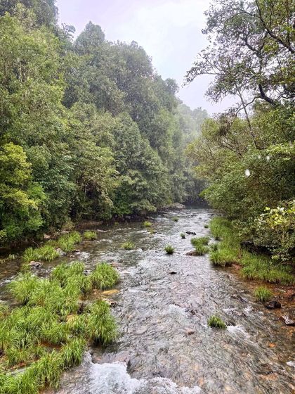 A beautiful, clear stream flowing through the dense shola forests of the Kudremukh region. Crossing these streams is a refreshing part of the trekking experience here.