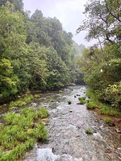 A clear stream flowing through the dense forest of Kudremukh National Park on the Kurinjal trail. Crossing these streams is a highlight of the trek.