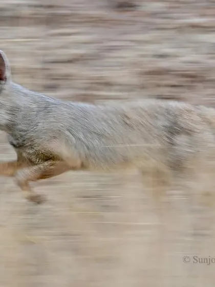 An Indian Fox on the run, captured with a slow shutter to convey a sense of urgent motion. For me, a frame that feels alive, even if blurred, tells a more powerful story of the animal's spirit than a perfectly crisp snapshot.